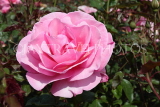 UK, LONDON, Regent's Park, Rose Gardens, pink rose, UK15174JPL
