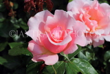UK, LONDON, Regent's Park, Rose Gardens, pink rose, UK20150JPL