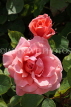 UK, LONDON, Regent's Park, Rose Gardens, pink roses, UK15109JPL