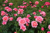 UK, LONDON, Regent's Park, Rose Gardens, pink roses, UK15561JPL