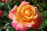 UK, LONDON, Regent's Park, Rose Gardens, pink yellow rose, UK15564JPL