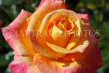 UK, LONDON, Regent's Park, Rose Gardens, pink yellow rose, UK15565JPL