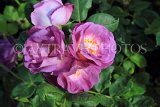 UK, LONDON, Regent's Park, Rose Gardens, purple roses, UK29835JPL