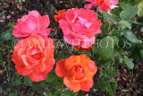 UK, LONDON, Regent's Park, Rose Gardens, red and deep pink roses, UK29839JPL