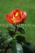 UK, LONDON, Regent's Park, Rose Gardens, red and orange Rose UK7373JPL