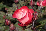 UK, LONDON, Regent's Park, Rose Gardens, red and white rose, UK15016JPL