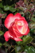 UK, LONDON, Regent's Park, Rose Gardens, red and white rose, UK15017JPL