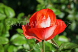 UK, LONDON, Regent's Park, Rose Gardens, red rose, UK15131JPL