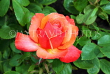 UK, LONDON, Regent's Park, Rose Gardens, red rose, UK15167JPL