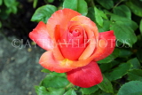 UK, LONDON, Regent's Park, Rose Gardens, red rose, UK15168JPL