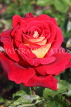 UK, LONDON, Regent's Park, Rose Gardens, red rose, closeup, UK20156JPL