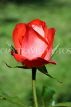 UK, LONDON, Regent's Park, Rose Gardens, red rose bud, UK15024JPL