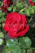 UK, LONDON, Regent's Park, Rose Gardens, red rose in full bloom, UK15129JPL
