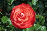 UK, LONDON, Regent's Park, Rose Gardens, red rose in full bloom, UK15130JPL