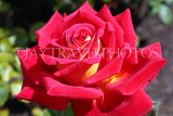 UK, LONDON, Regent's Park, Rose Gardens, red rose in full bloom, UK15183JPL