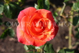 UK, LONDON, Regent's Park, Rose Gardens, red rose in full bloom, UK15243JPL