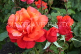 UK, LONDON, Regent's Park, Rose Gardens, red roses, UK15562JPL