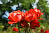 UK, LONDON, Regent's Park, Rose Gardens, red roses, UK15563JPL