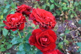 UK, LONDON, Regent's Park, Rose Gardens, red roses, UK29832JPL
