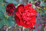UK, LONDON, Regent's Park, Rose Gardens, red roses, UK29833JPL
