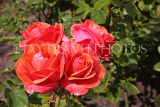 UK, LONDON, Regent's Park, Rose Gardens, red roses in full bloom, UK15223JPL