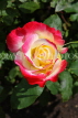 UK, LONDON, Regent's Park, Rose Gardens, red white and yellow rose, UK15219JPL