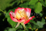 UK, LONDON, Regent's Park, Rose Gardens, red white and yellow rose, UK29837JPL