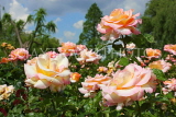 UK, LONDON, Regent's Park, Rose Gardens, roses in bloom, UK15124JPL