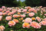 UK, LONDON, Regent's Park, Rose Gardens, roses in full bloom, UK15165JPL