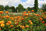UK, LONDON, Regent's Park, Rose Gardens, roses in full bloom, UK15186JPL