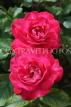 UK, LONDON, Regent's Park, Rose Gardens, two deep pink roses, UK15199JPL