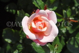 UK, LONDON, Regent's Park, Rose Gardens, two pink and peach rose, UK15147JPL