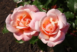 UK, LONDON, Regent's Park, Rose Gardens, two pink and peach roses, UK15146JPL