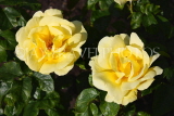UK, LONDON, Regent's Park, Rose Gardens, two yellow roses, UK15021JPL
