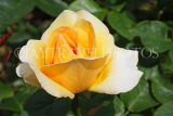 UK, LONDON, Regent's Park, Rose Gardens, white and deep yellow rose, UK15229JPL