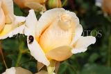UK, LONDON, Regent's Park, Rose Gardens, white and pale yellow rose, UK15229JPLA