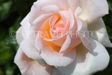 UK, LONDON, Regent's Park, Rose Gardens, white and peach colour rose, UK15226JPL