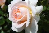 UK, LONDON, Regent's Park, Rose Gardens, white and peach colour rose, UK15227JPL