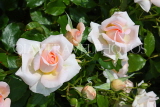 UK, LONDON, Regent's Park, Rose Gardens, white and peach colour roses, UK15228JPL