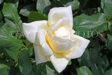 UK, LONDON, Regent's Park, Rose Gardens, white rose, UK15120JPL