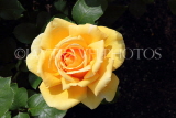 UK, LONDON, Regent's Park, Rose Gardens, yellow Rose, UK40389JPL