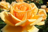 UK, LONDON, Regent's Park, Rose Gardens, yellow Rose, closeup, UK40390JPL