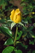 UK, LONDON, Regent's Park, Rose Gardens, yellow Rose bud, UK7388JPL