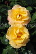 UK, LONDON, Regent's Park, Rose Gardens, yellow Roses, UK40397JPL