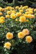 UK, LONDON, Regent's Park, Rose Gardens, yellow Roses, UK40398JPL