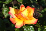 UK, LONDON, Regent's Park, Rose Gardens, yellow and orange rose, UK15040JPL