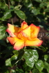 UK, LONDON, Regent's Park, Rose Gardens, yellow and orange rose, UK15042JPL