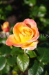 UK, LONDON, Regent's Park, Rose Gardens, yellow and orange rose, UK15242JPL