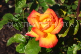 UK, LONDON, Regent's Park, Rose Gardens, yellow and orange rose, UK15246JPL