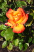 UK, LONDON, Regent's Park, Rose Gardens, yellow and orange rose, UK15247JPL